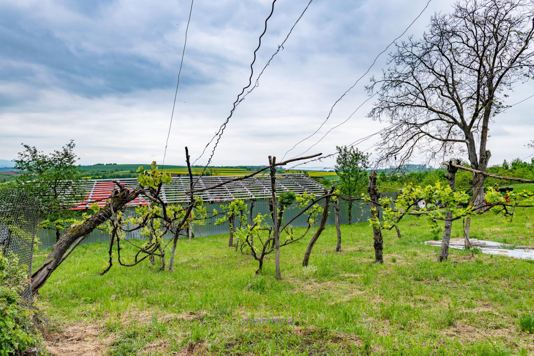 🏡 Casă din chirpici, bucătărie de vară și 1.34 ha de teren, Ardeoani