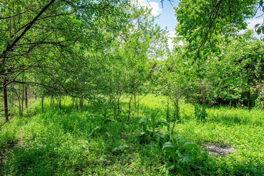 Casă locuibilă în Dărmănești — 50.000 €